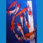 showa 21-26cm