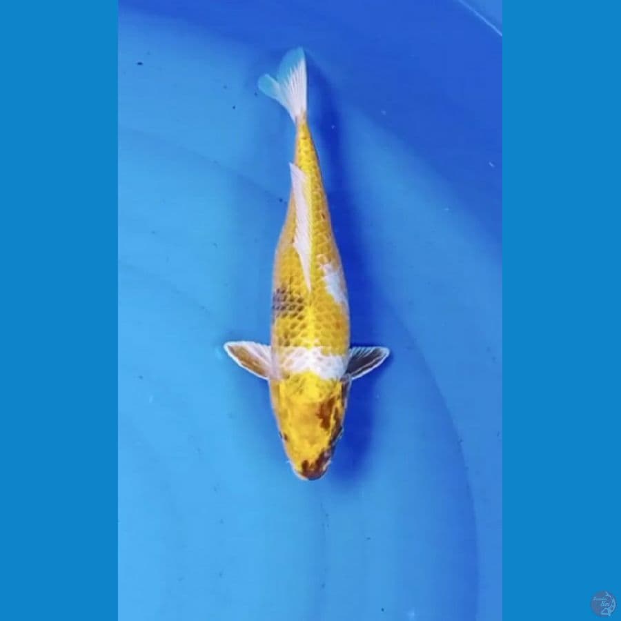 Kin showa 31 cm