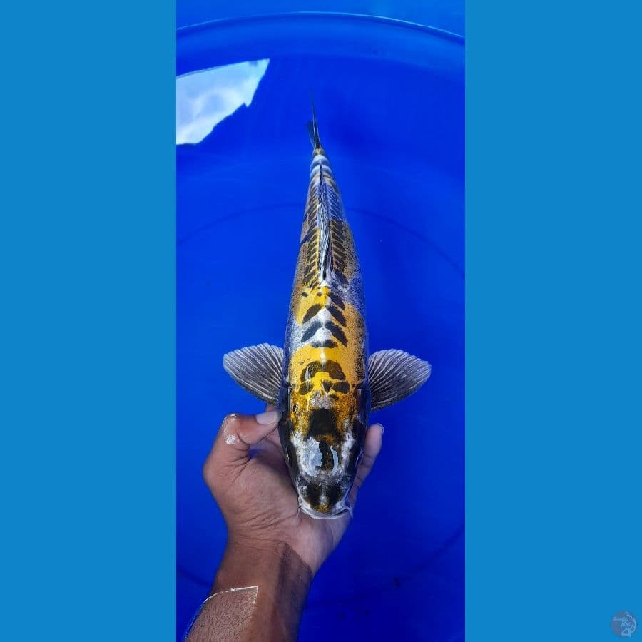 Inazuma Kiko 38cm
