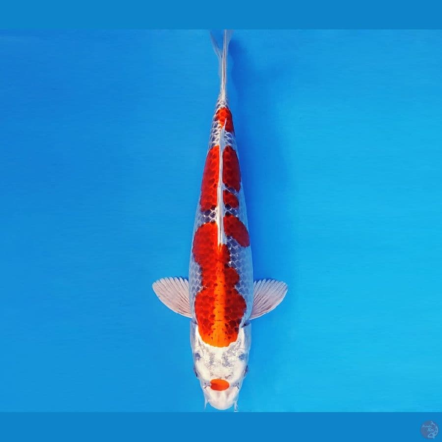 GODZILLA 11 ~ BENI GINGA 33 cm/fm ™