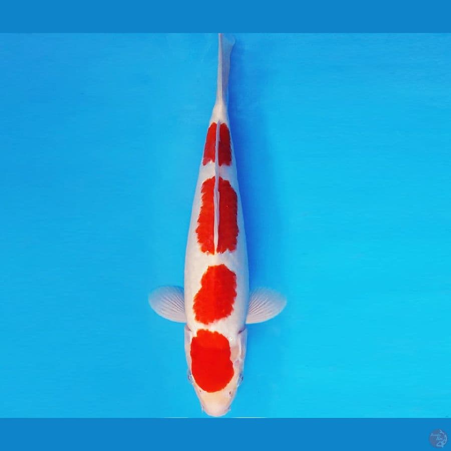 GODZILLA 12 ~ KOHAKU 33 cm/male ™