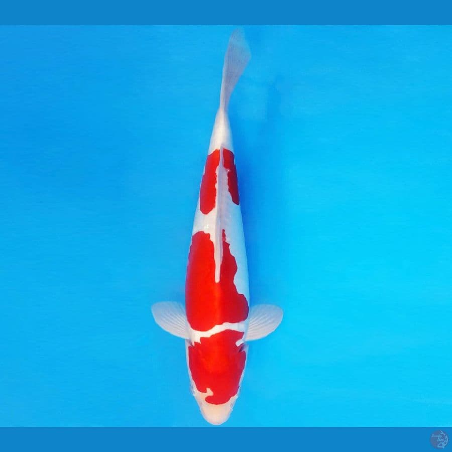 GODZILLA 14 ~ KOHAKU DOITSU 30 cm/male ™