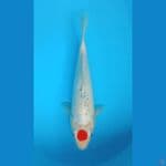 tancho 35cm 