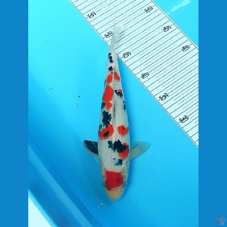 maroyen sanke 31cm 