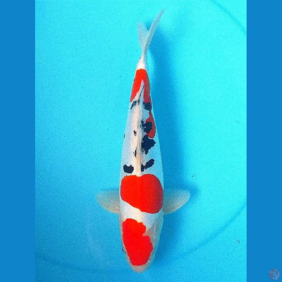 sanke murni 35cm