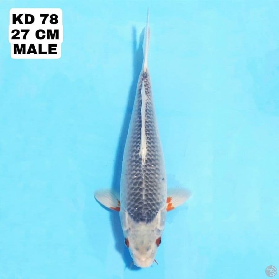 konjo asagi 27cm male