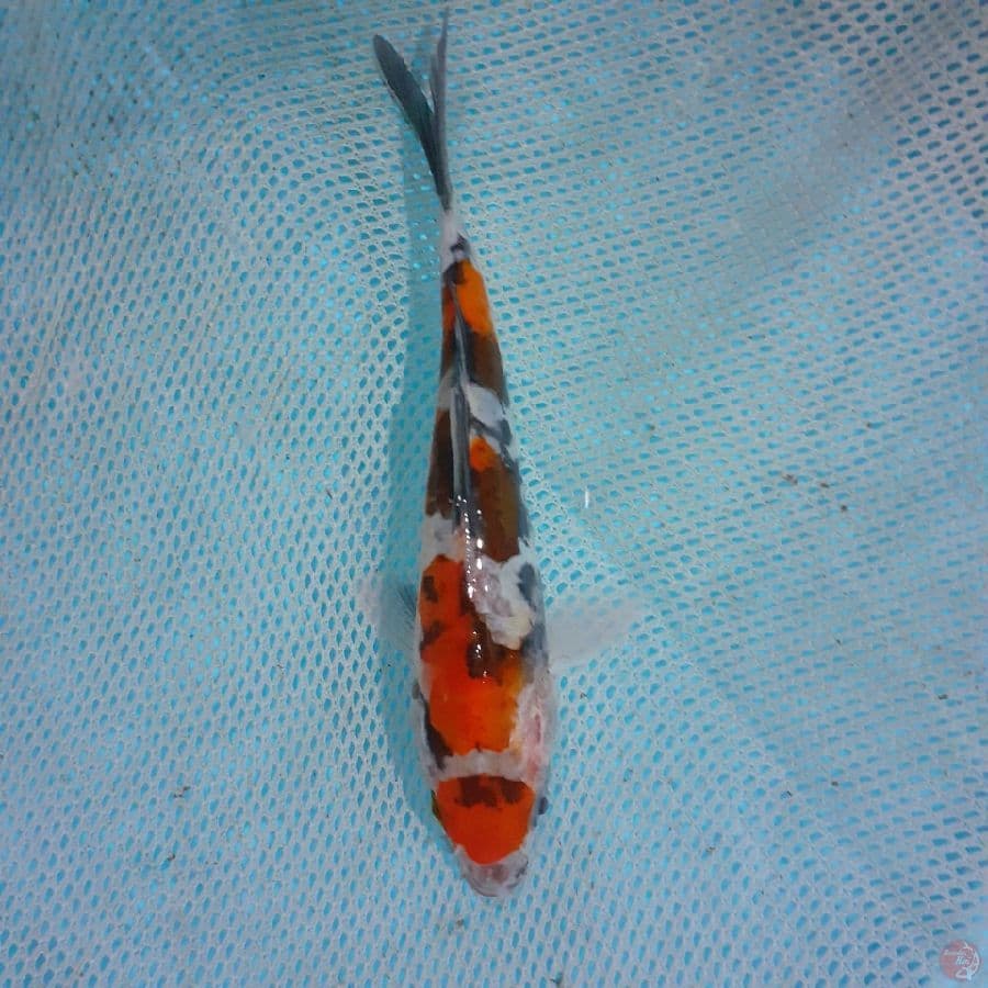 *MARUTEN SHOWA 17 CM*