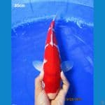 KOHAKU RED STRONG 36CM