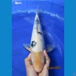 SHIRO GINDRIN 36CM