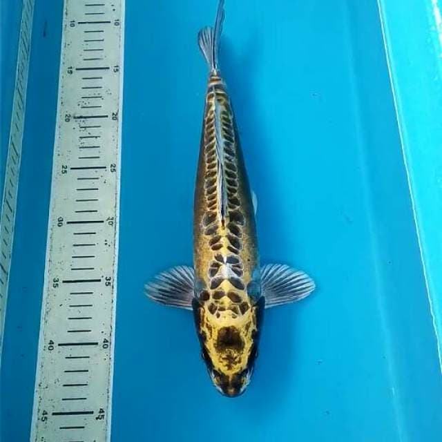 Kawari