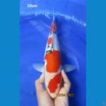 SANKE GINDRIN 33CM