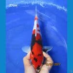 SHOWA 27CM