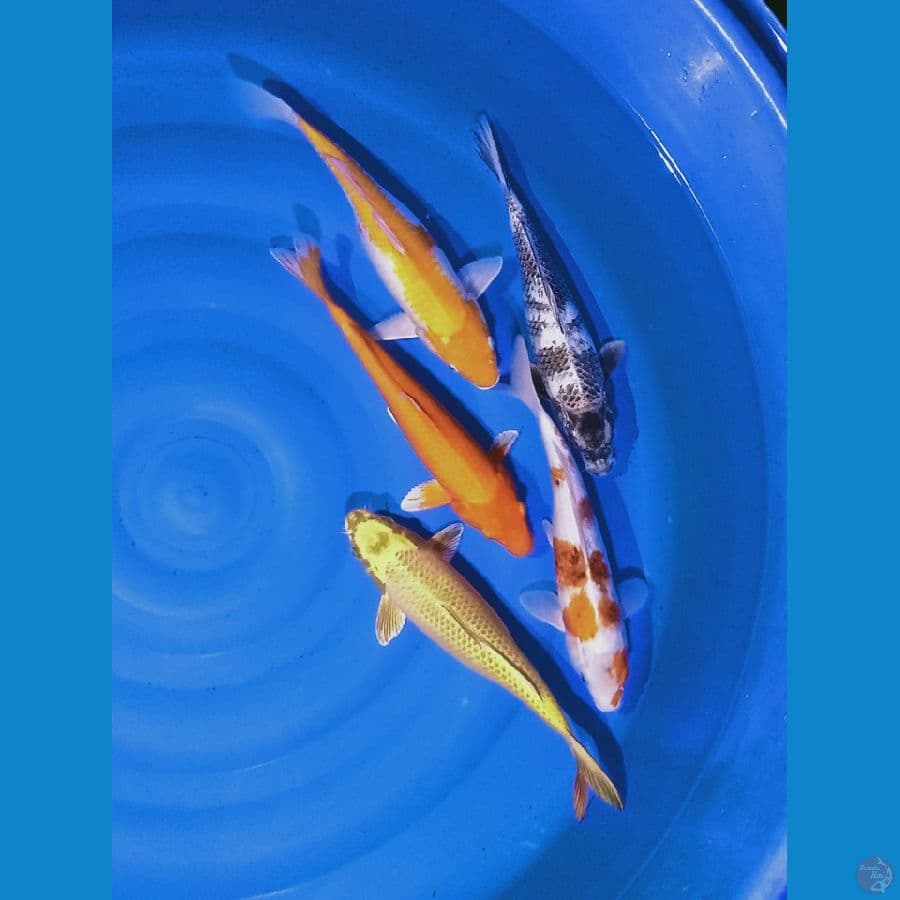 Mix 33-35 cm