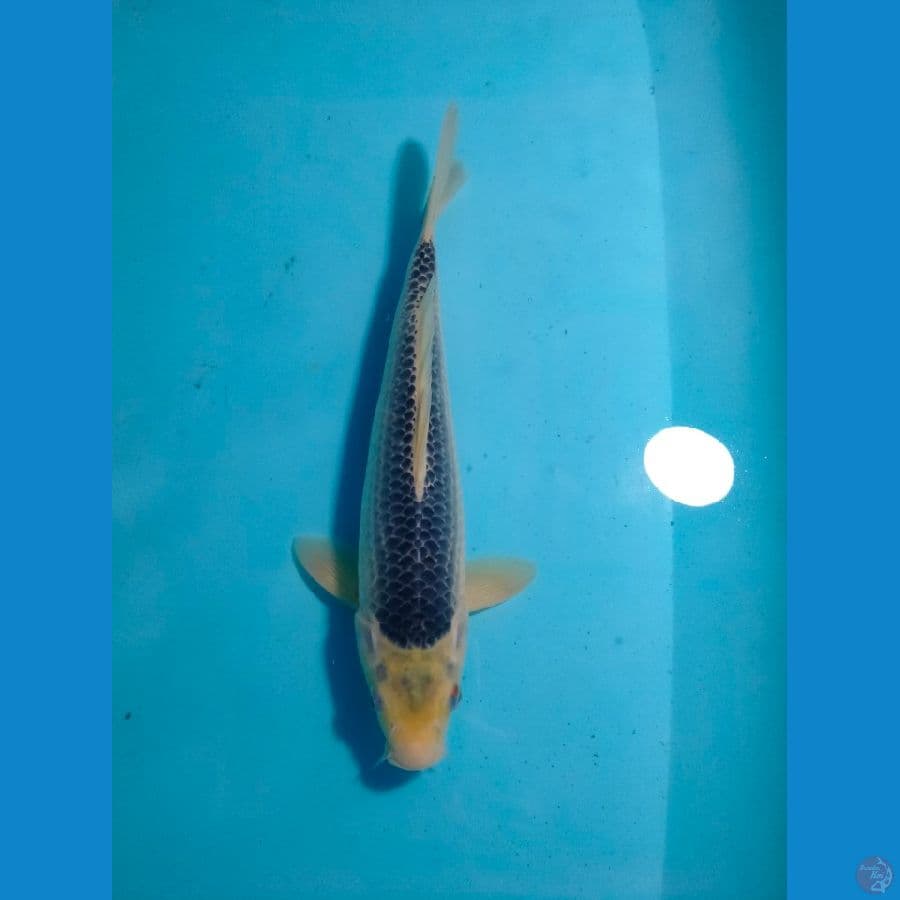 Asagi male