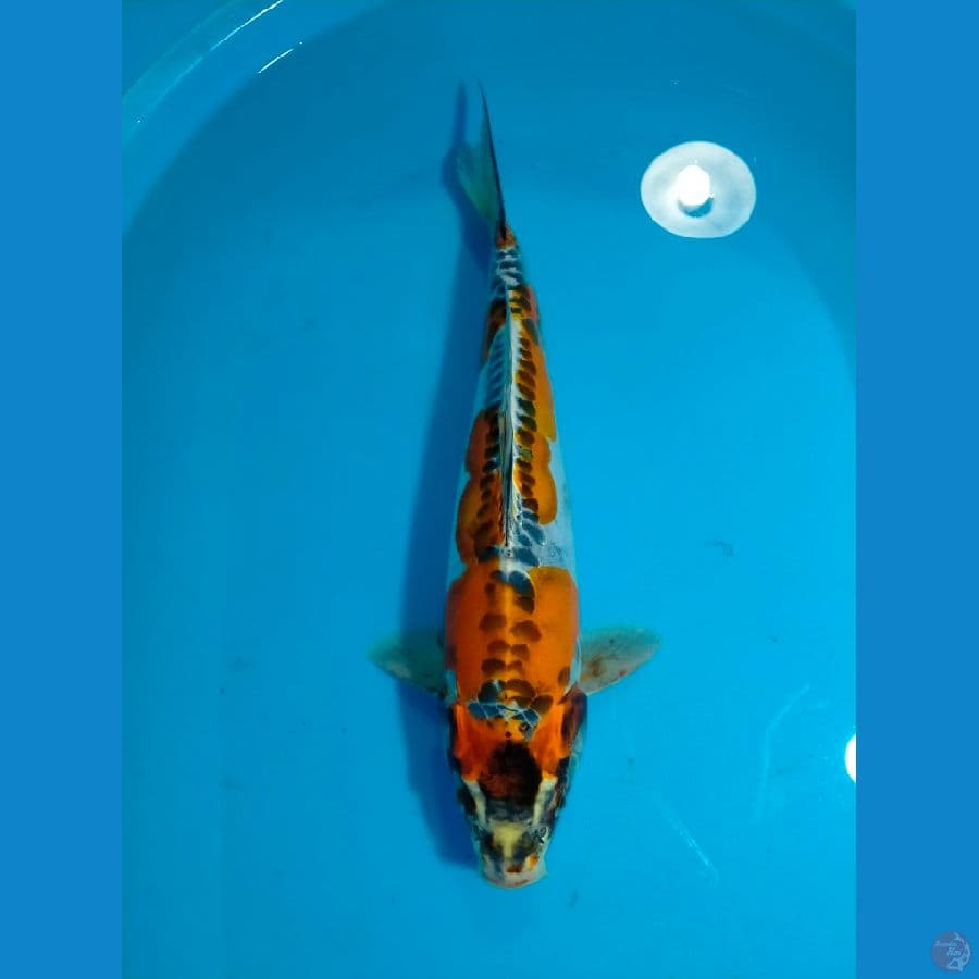 kiko jumbo jantan 