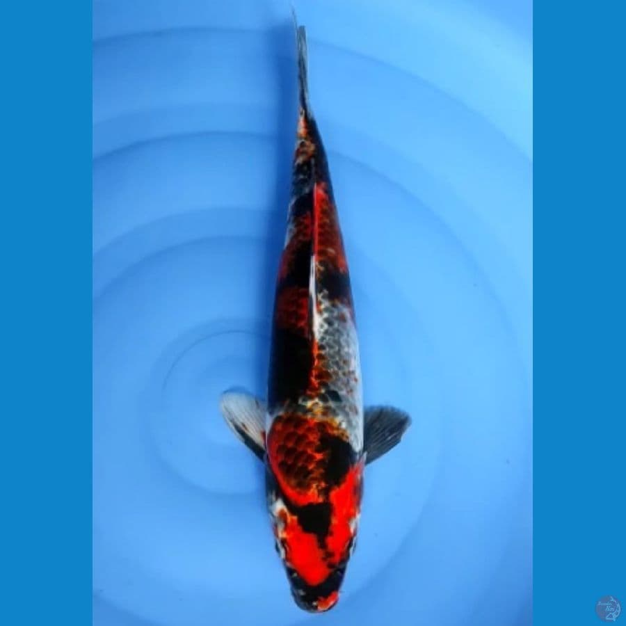 KAGE SHOWA 41 CM