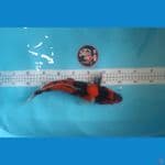 Showa 37cm