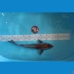 ochiba 38cm