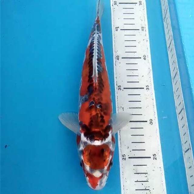 Kawari