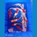 showa 23-28cm