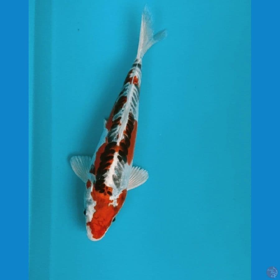 Red kujaku doit 24cm male