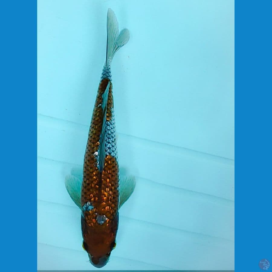 ochiba ginrin sq 22cm male