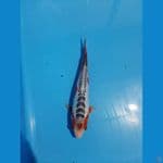 maruten shusui 26cm