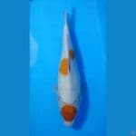 Tancho kohaku original size 30 cm