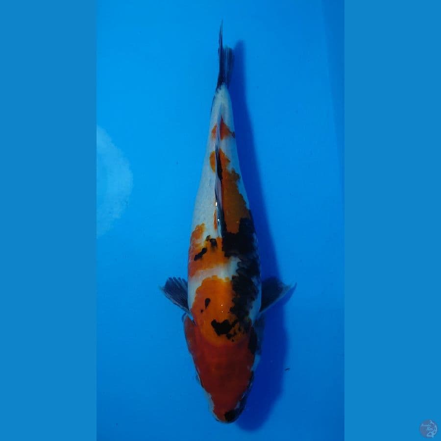 showa 30 cm
