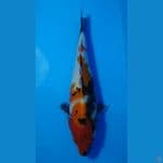 showa 30 cm