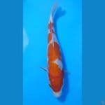 kohaku 28 cm