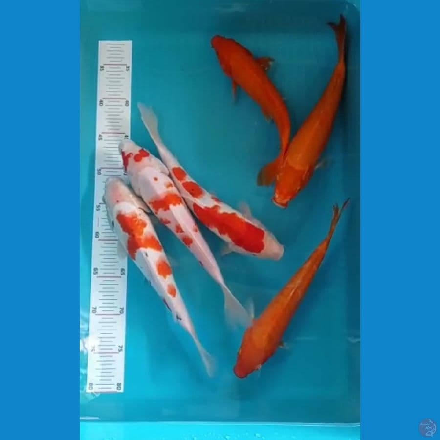 kohaku, benigoi 