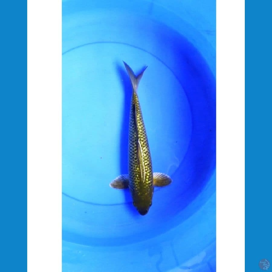 Midori ginrin punuk 32 cm 