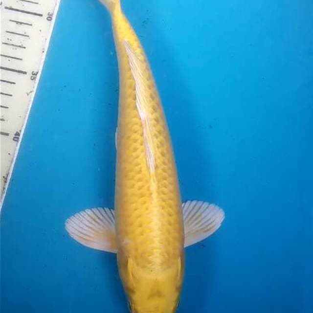 Ogon Yamabuki Mata Merah Joss