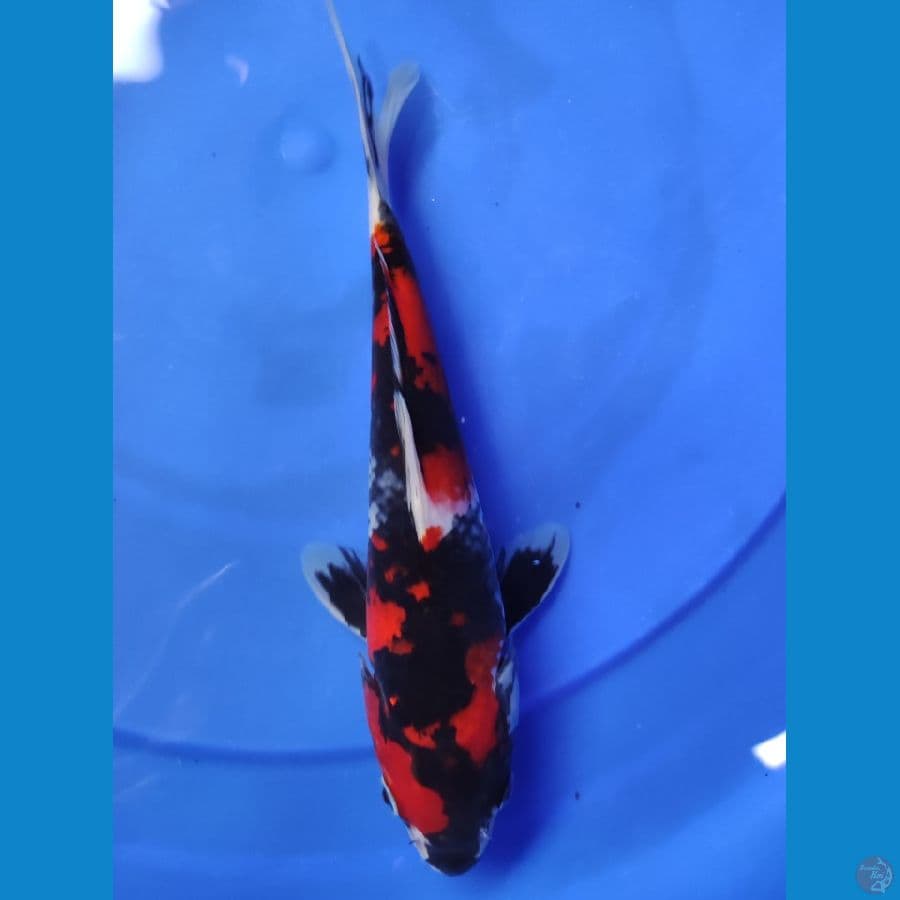 Hi Showa 25 cm