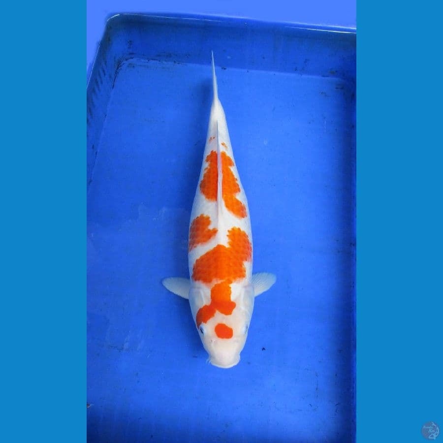 KOHAKU FEMALE