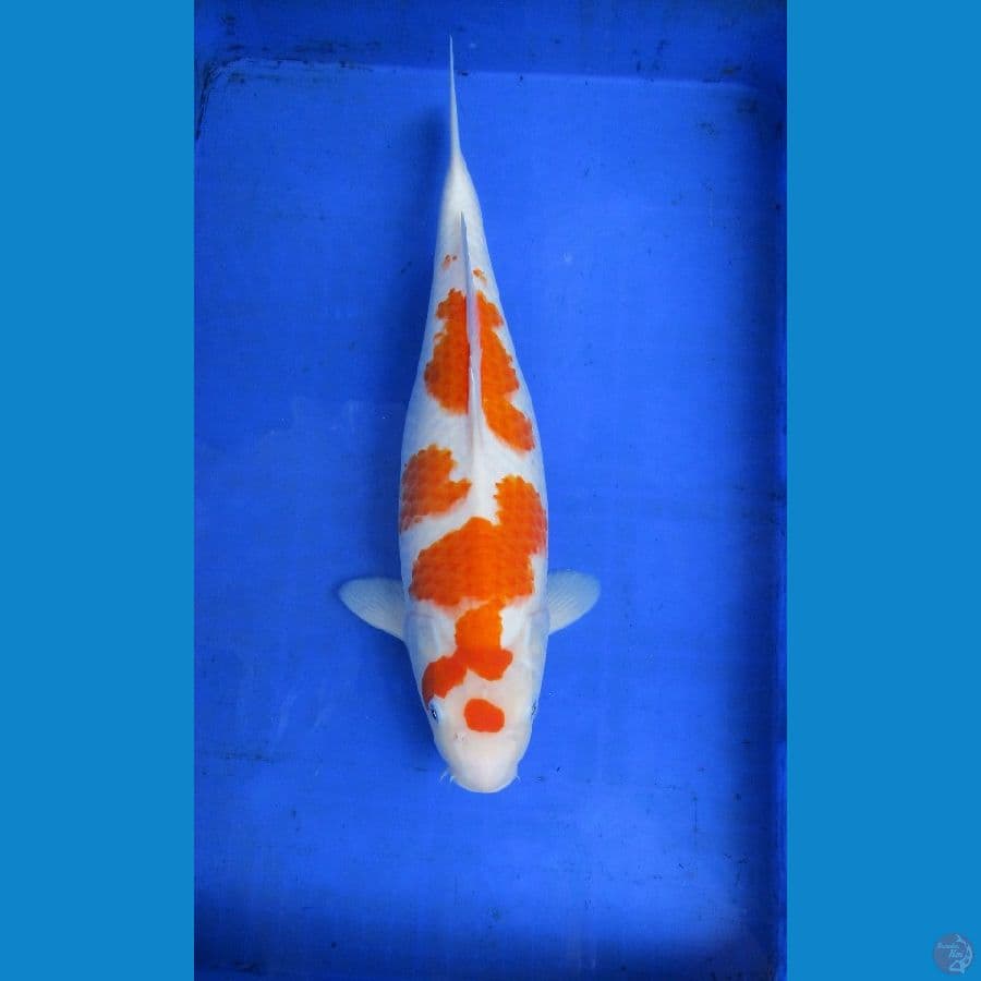 KOHAKU FEMALE