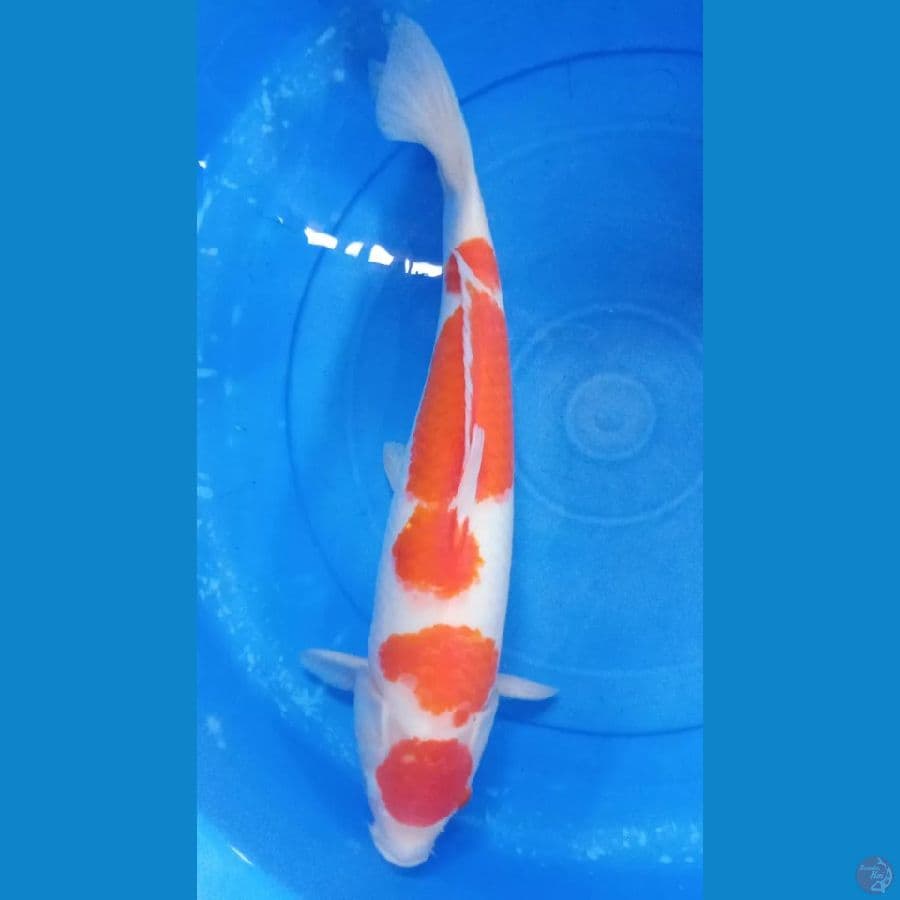 kohaku