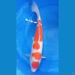 kohaku