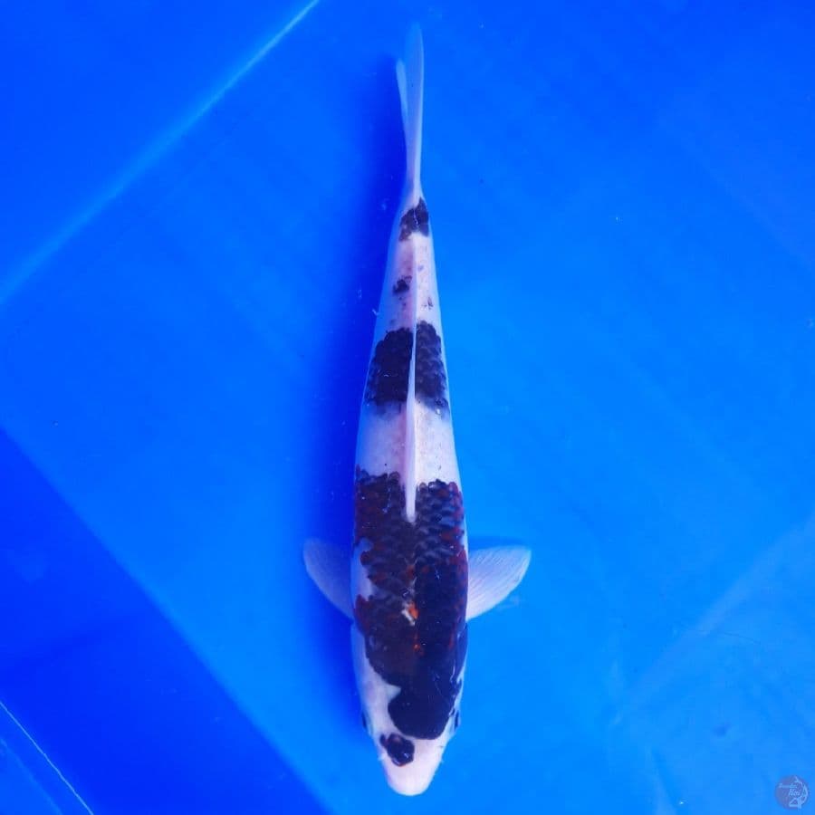Buddo Goromo 27cm