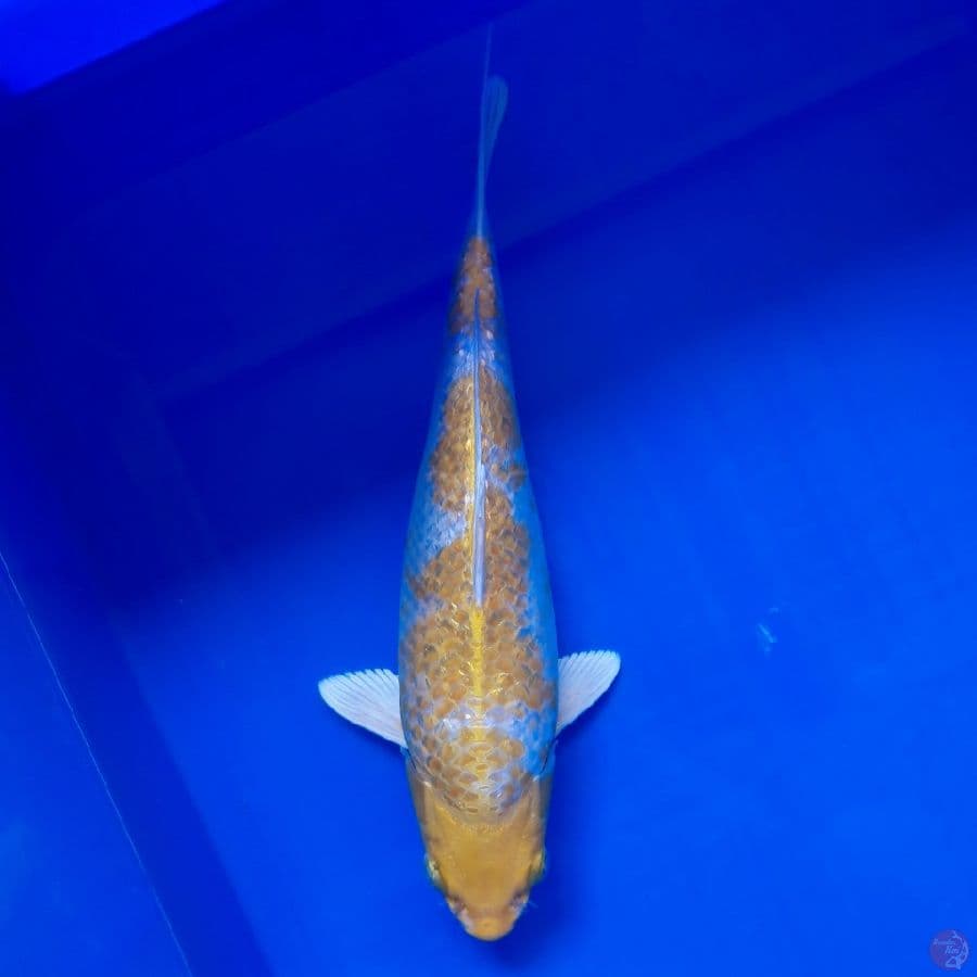 Hariwake Ginrin SQ Bulky 28cm