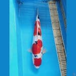 doitsu minus sirip atas kurang normal