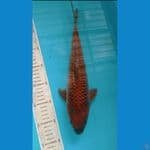 tembaga