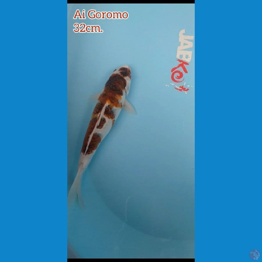 Goromo 32cm.
