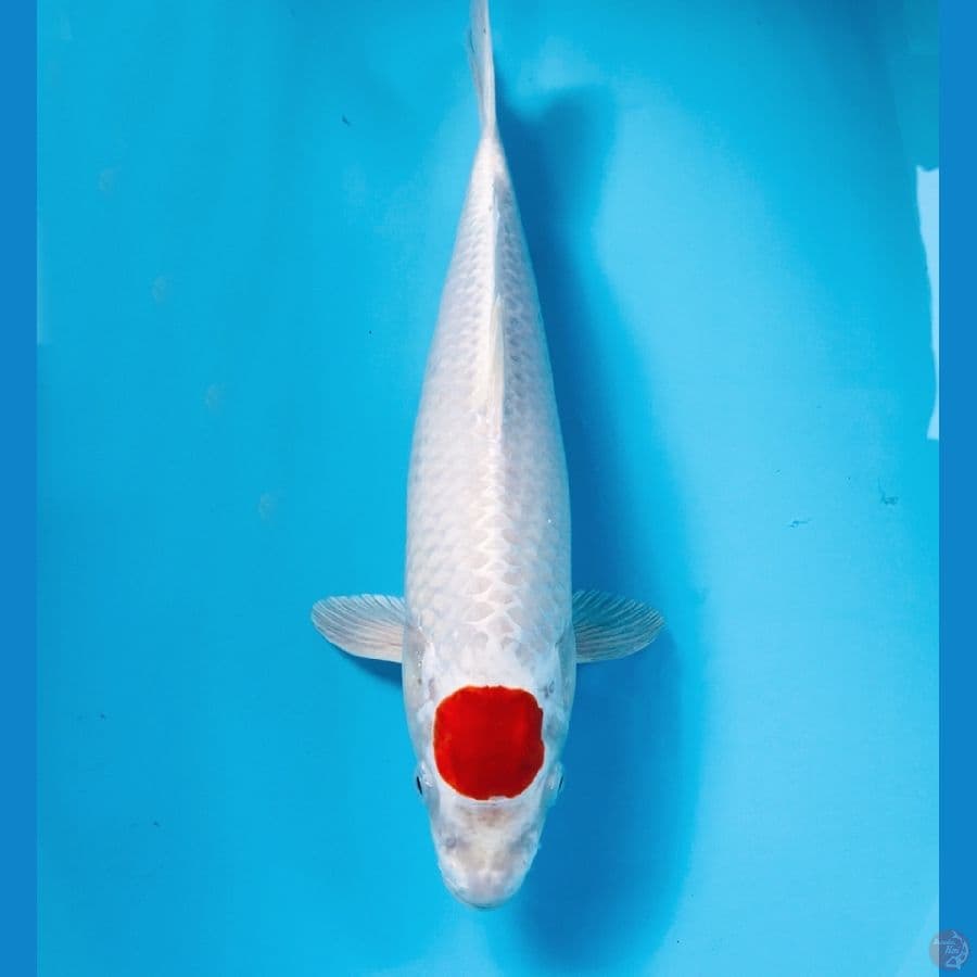tancho sakura ogon, 37 cm