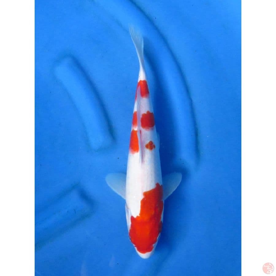 34cm - Kohaku