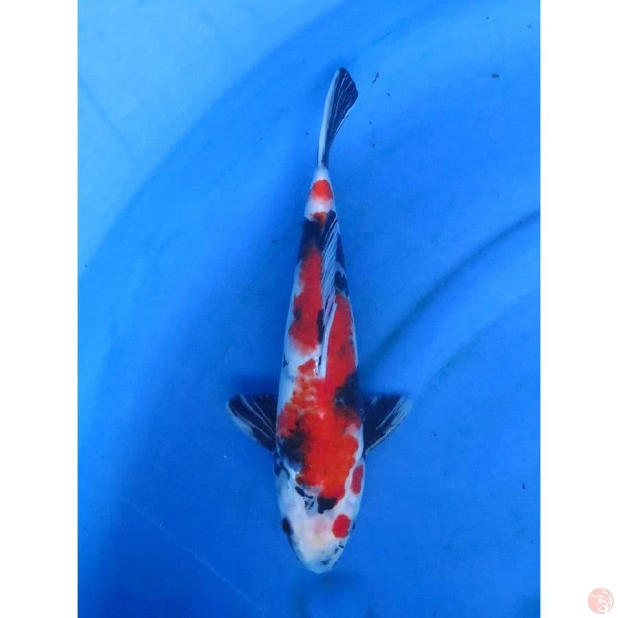 32cm - Red Showa