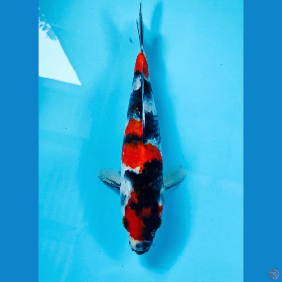 showa, 23 cm