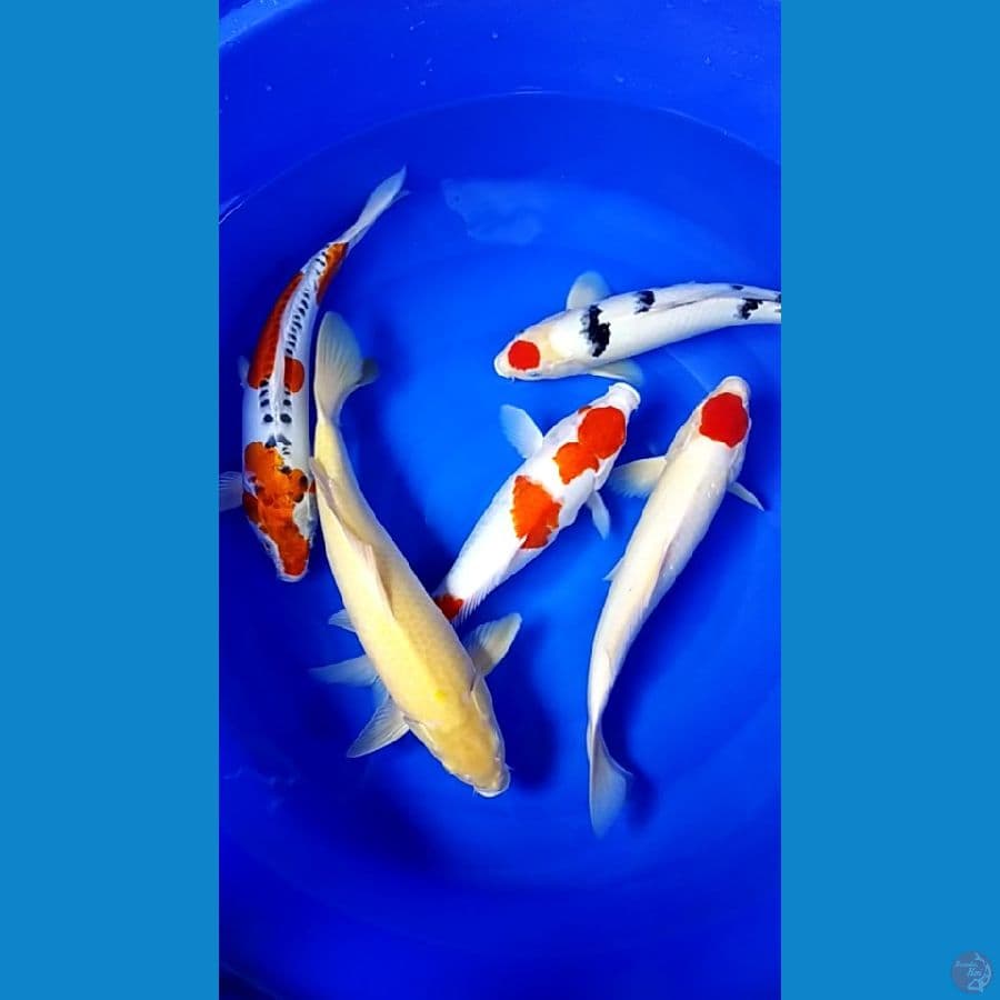 Mix 5 ekor.. 39-44cm