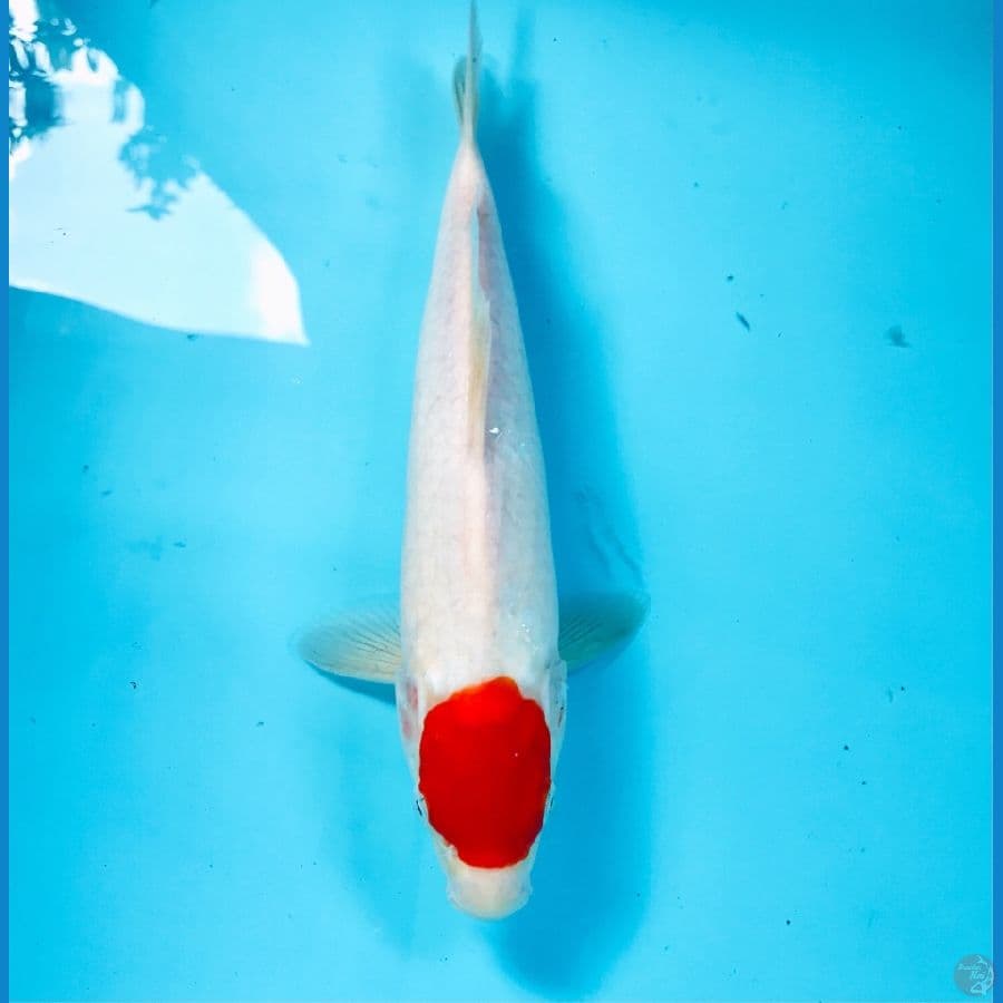tancho kohaku, 25 cm